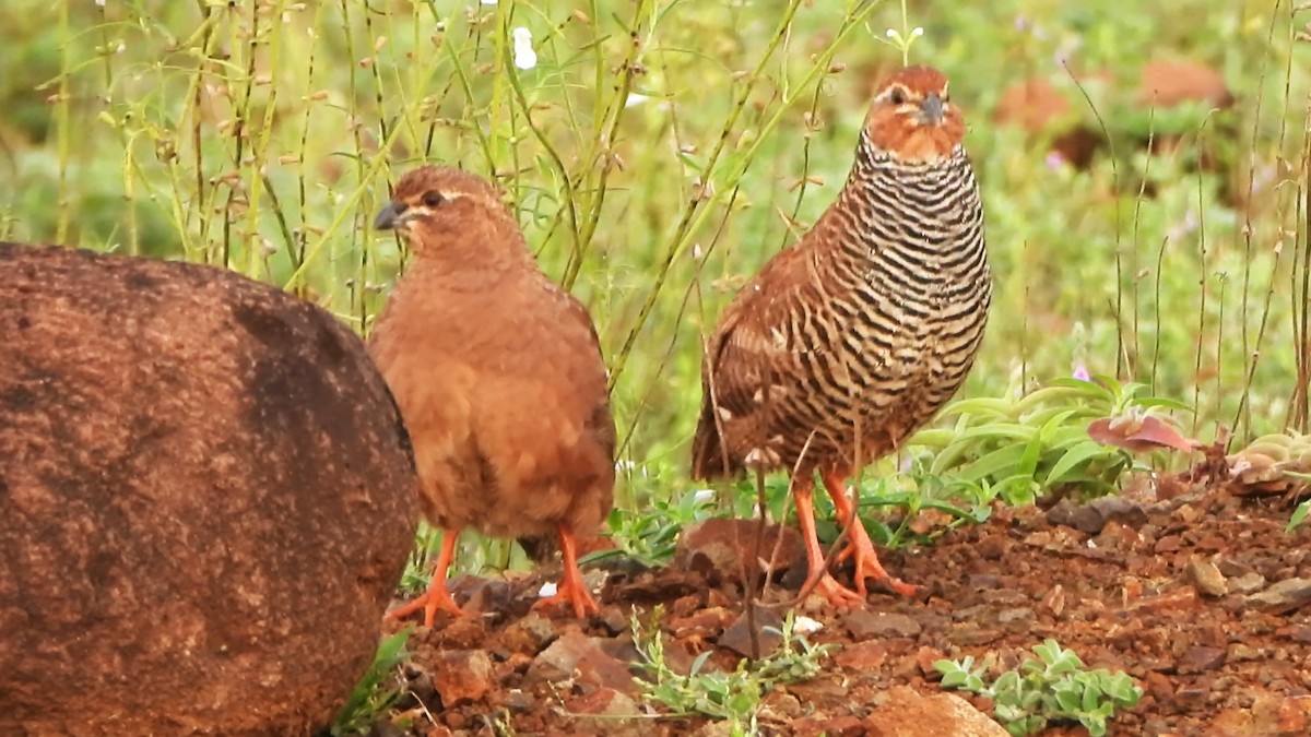 Rock Bush-Quail - ML623702351