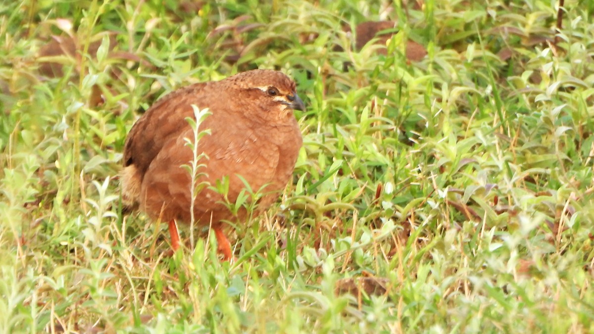 Rock Bush-Quail - ML623702371