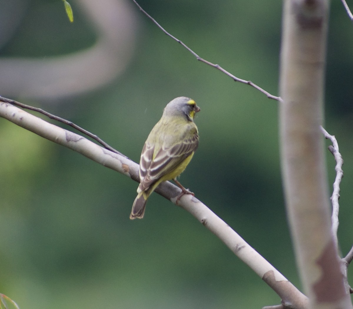 Yellow-fronted Canary - ML623702374