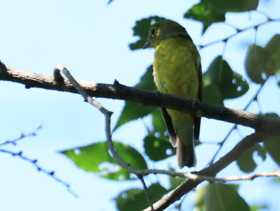 Green-backed Flycatcher - ML623702379