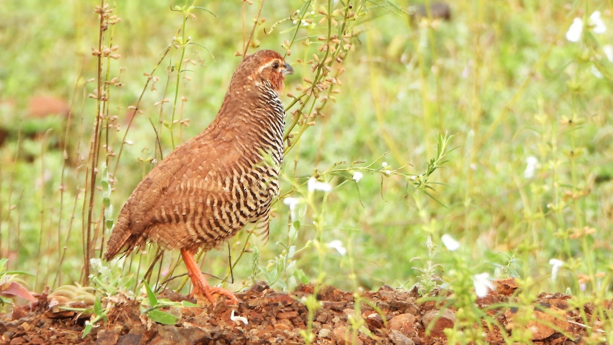 Rock Bush-Quail - ML623702383