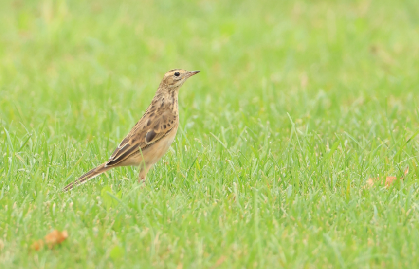 Richard's Pipit - ML623702386