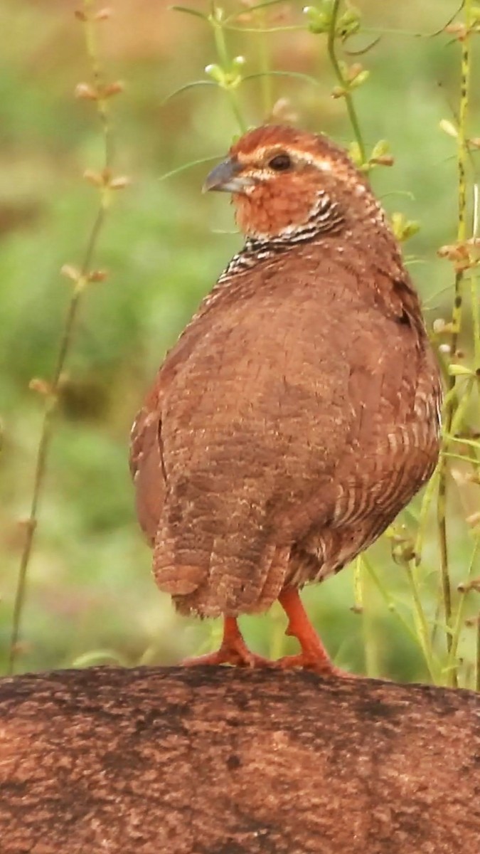 Rock Bush-Quail - ML623702404