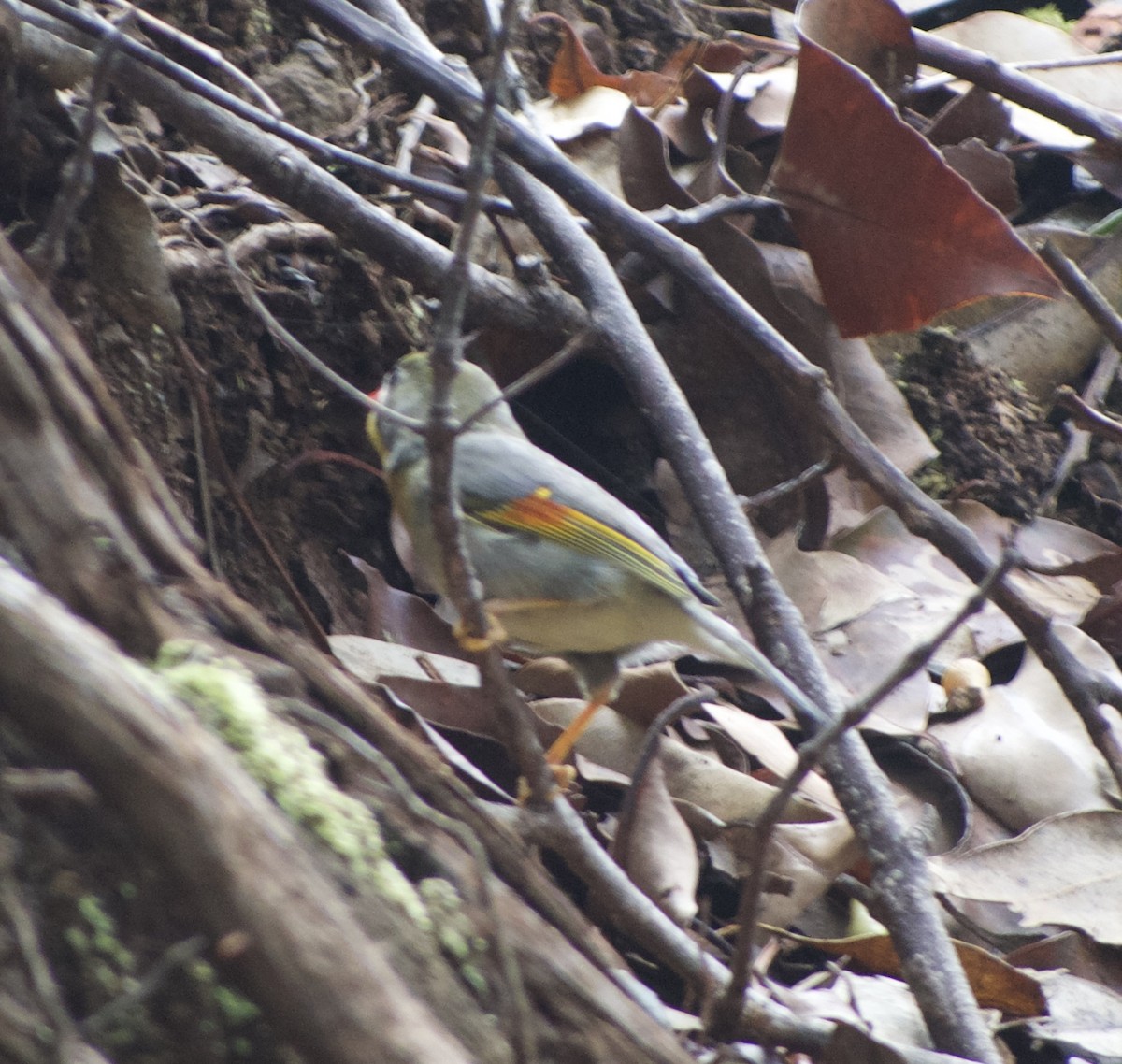 Red-billed Leiothrix - ML623702419