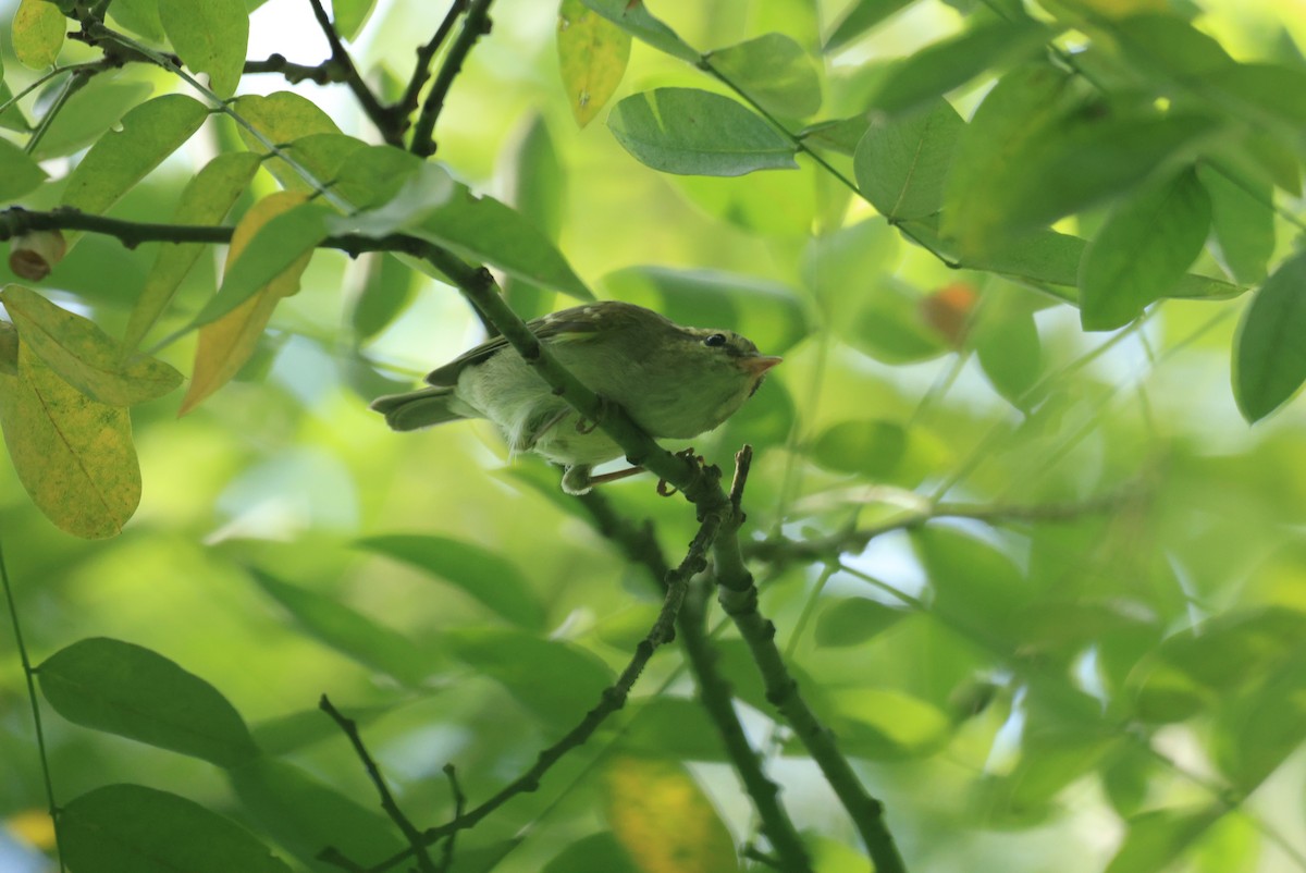 Two-barred Warbler - ML623702420