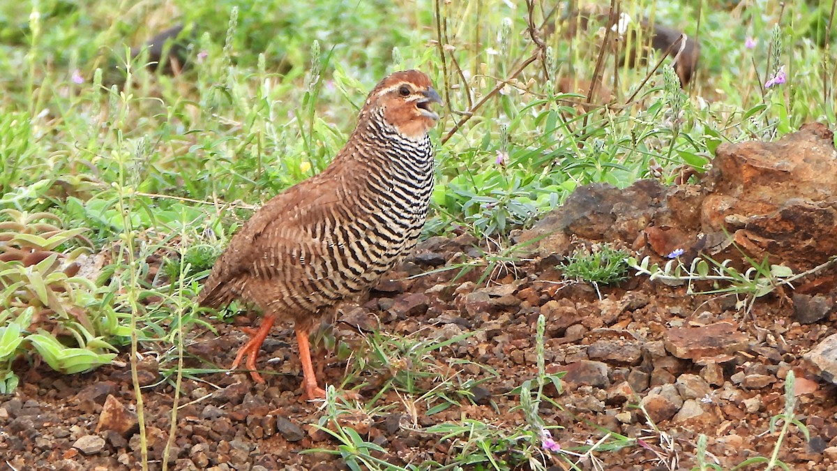 Rock Bush-Quail - ML623702422