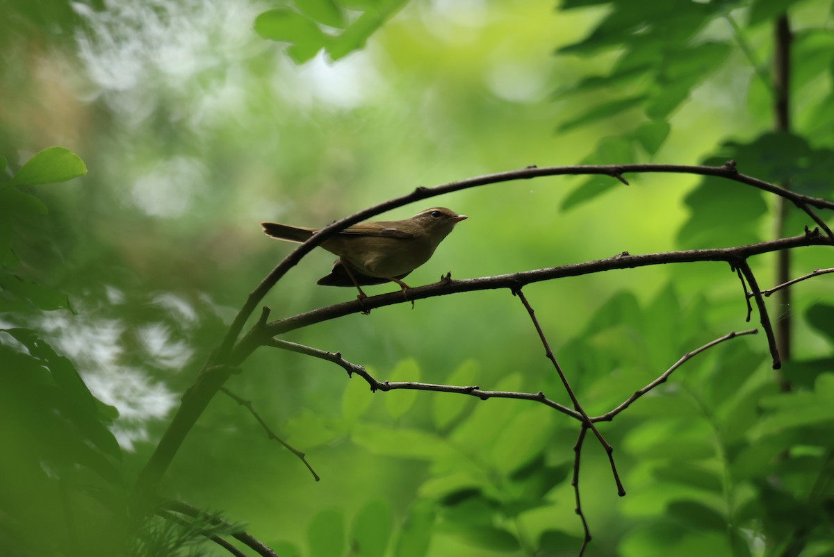 Radde's Warbler - ML623702427