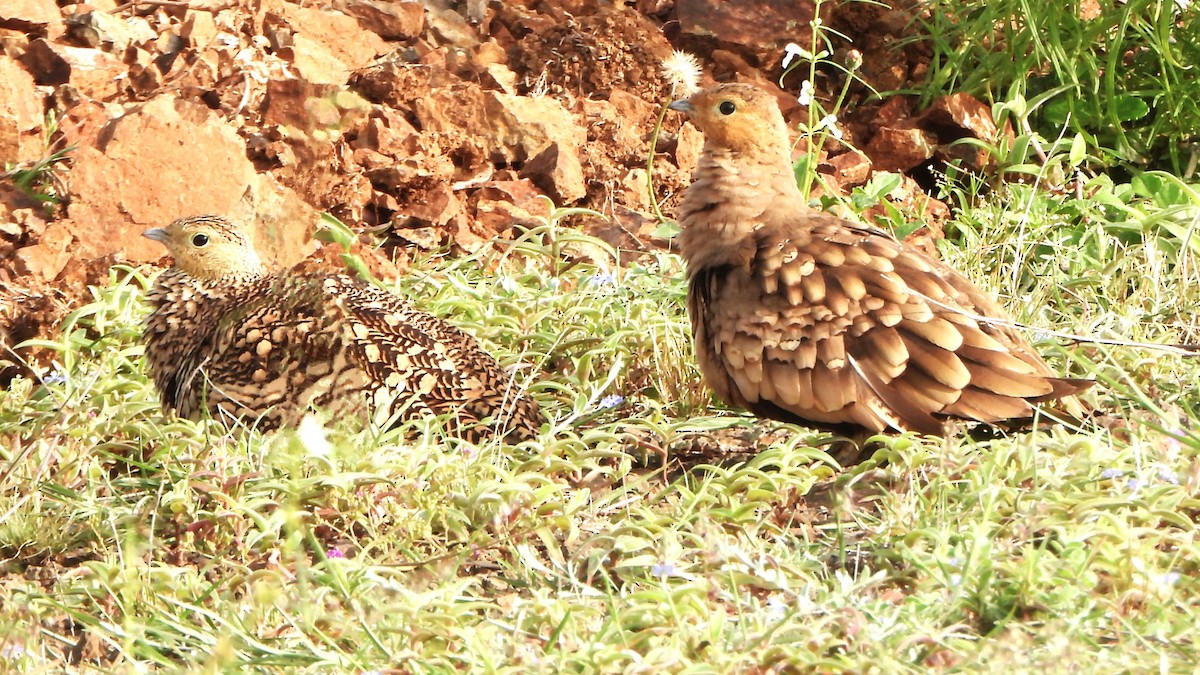 Chestnut-bellied Sandgrouse - ML623702454