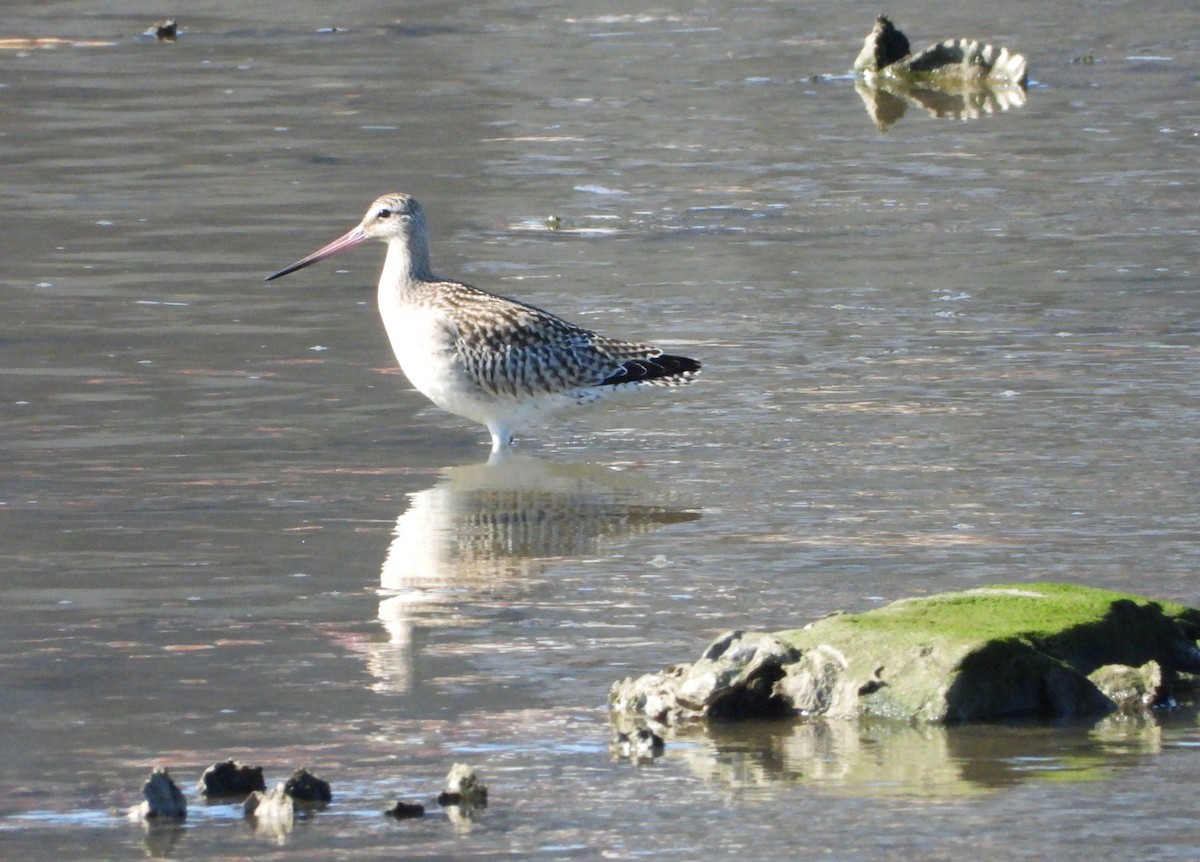 Bar-tailed Godwit - ML623702472