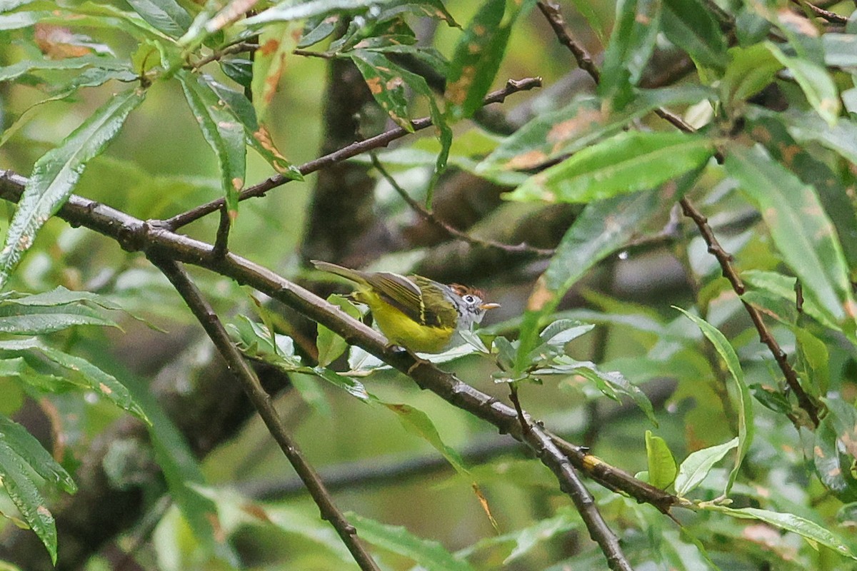 Chestnut-crowned Warbler - ML623702509