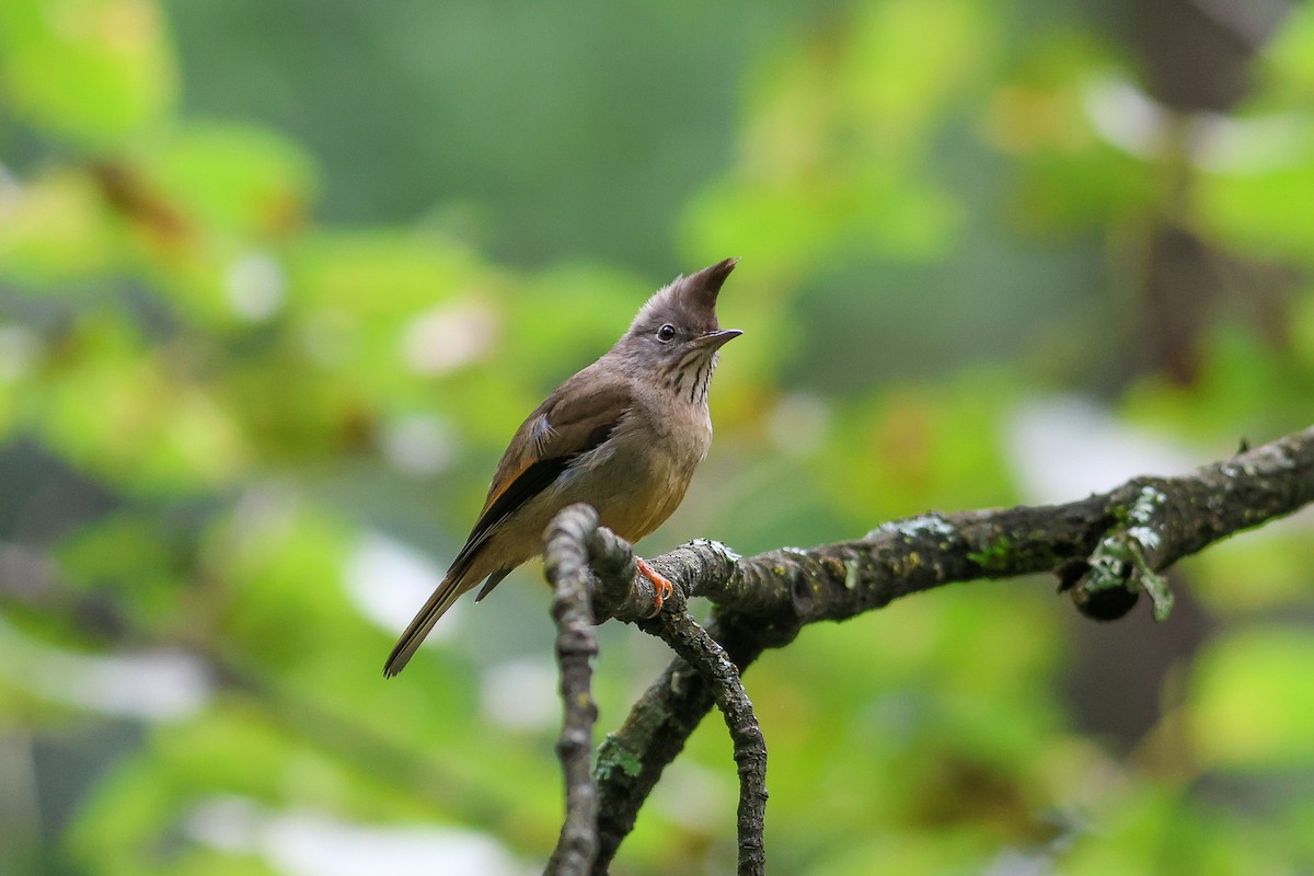 Stripe-throated Yuhina - ML623702528