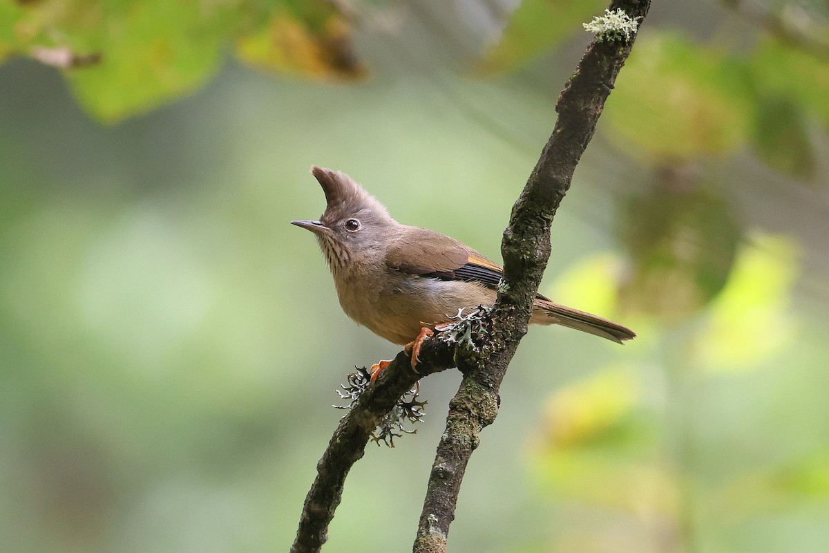 Stripe-throated Yuhina - ML623702529