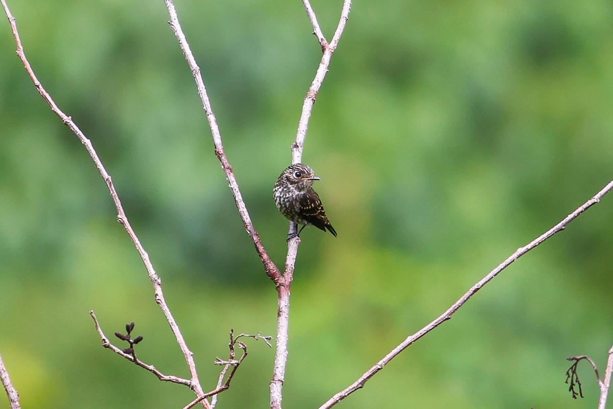 Dark-sided Flycatcher - ML623702544