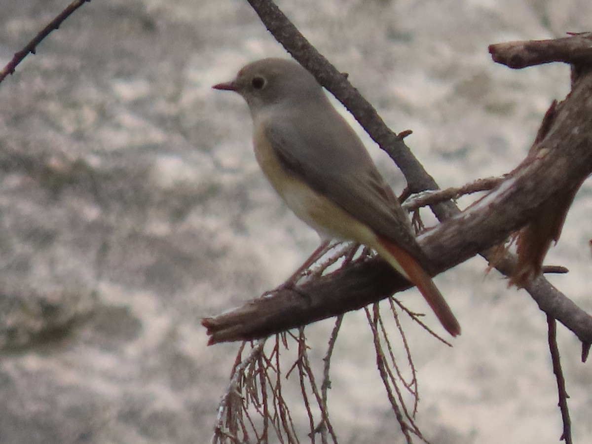 Common Redstart - ML623702602