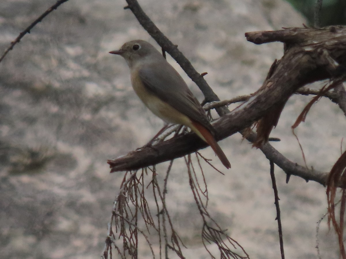 Common Redstart - ML623702603