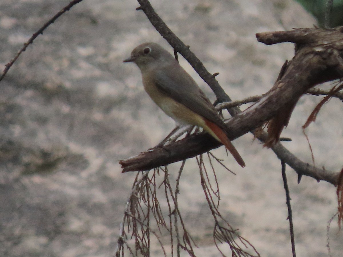 Common Redstart - ML623702604