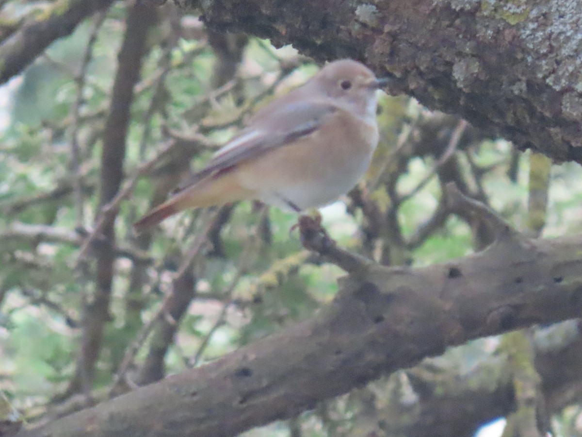 Common Redstart - ML623702605