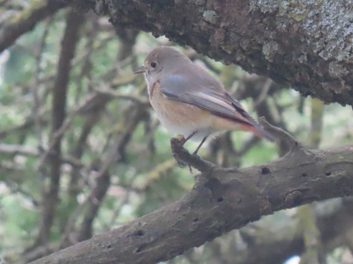 Common Redstart - ML623702606