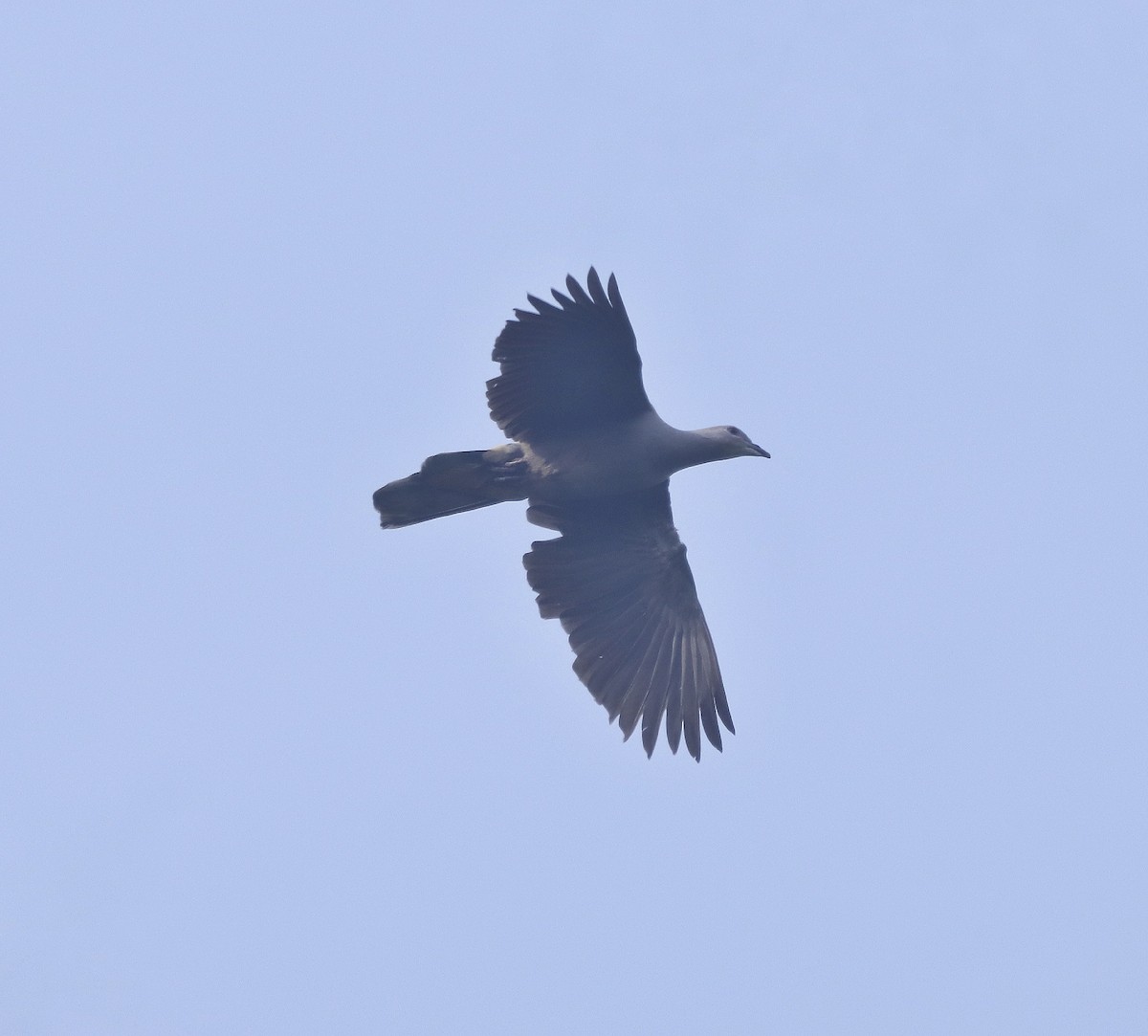 Malabar Imperial-Pigeon - PRABHAKAR GUJJARAPPA