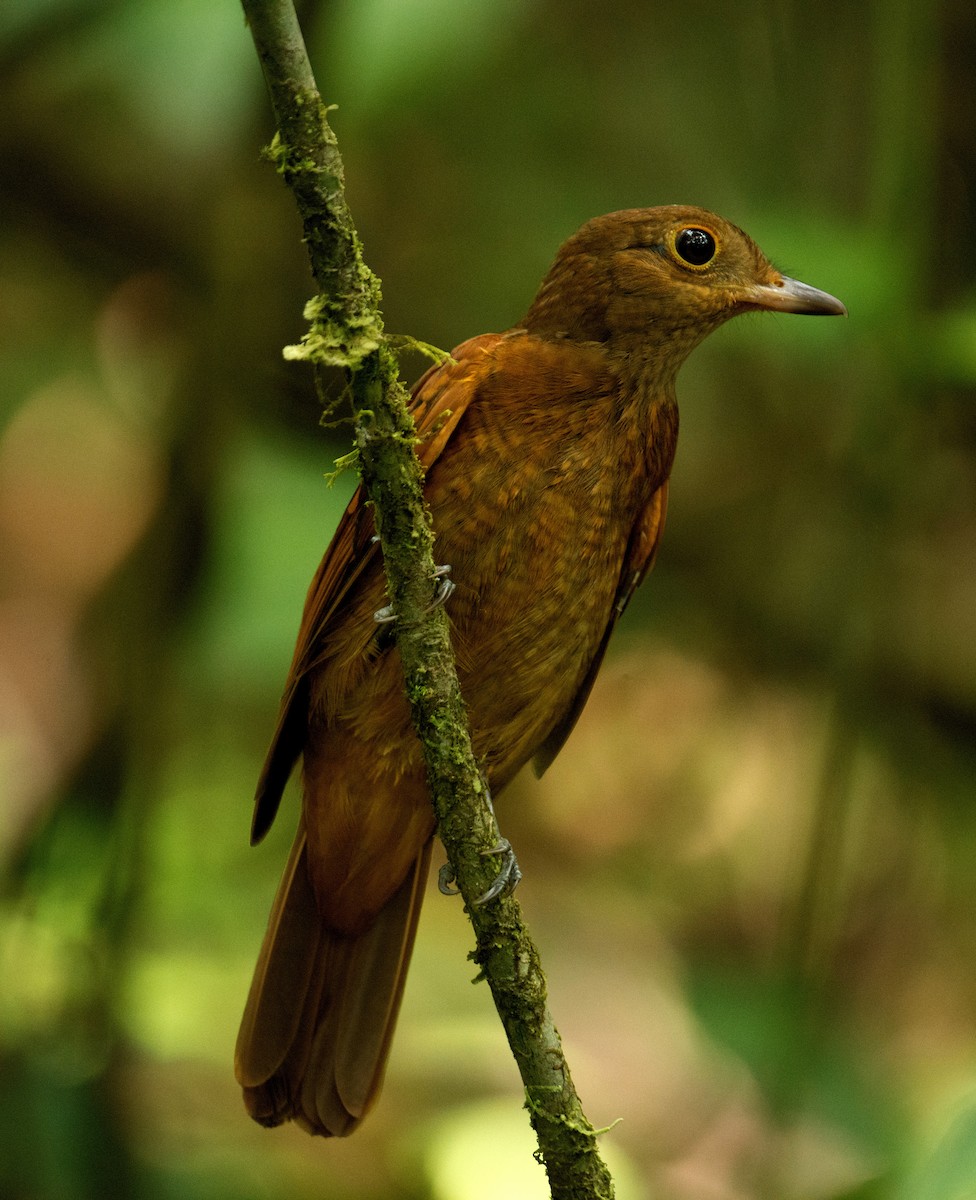 Speckled Mourner - Johser Nature