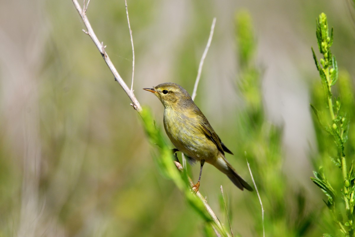 Willow Warbler - Alejandro Gómez Vilches