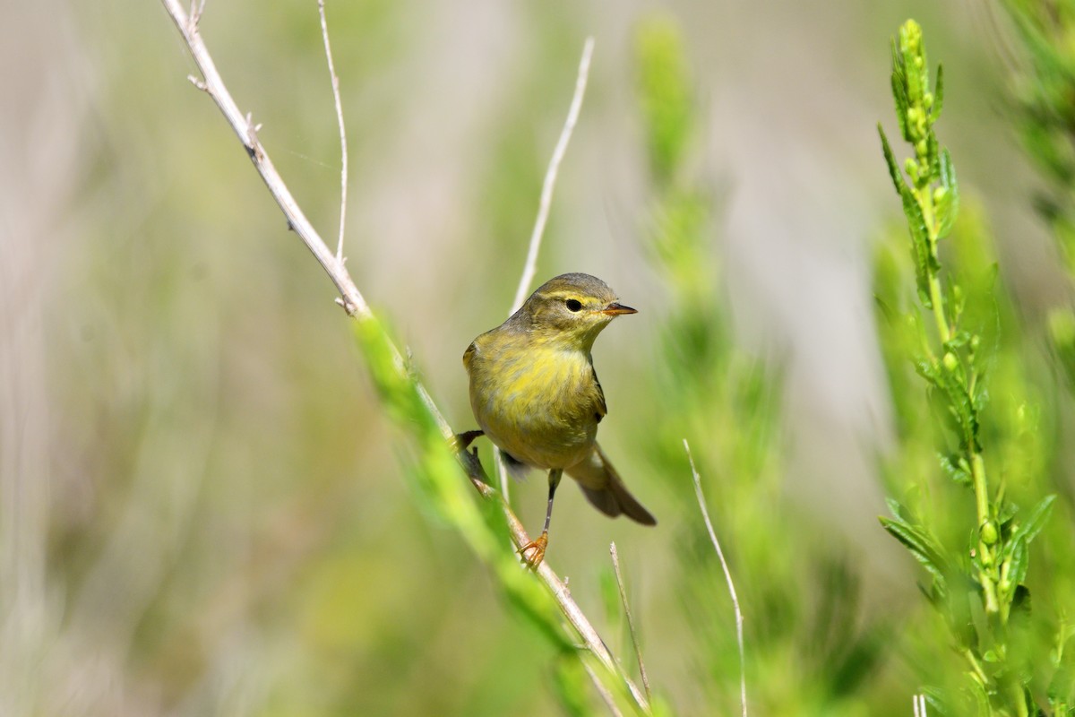 Willow Warbler - ML623702628