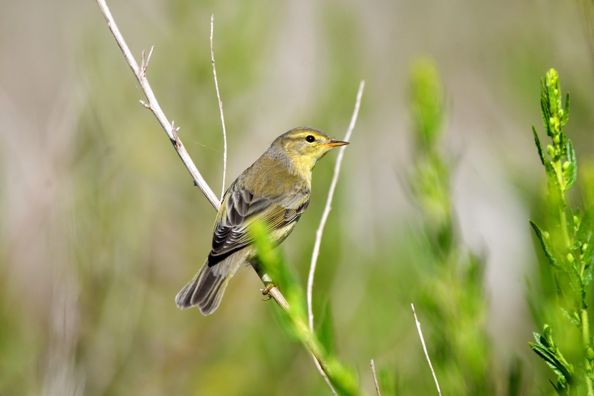 Willow Warbler - ML623702629