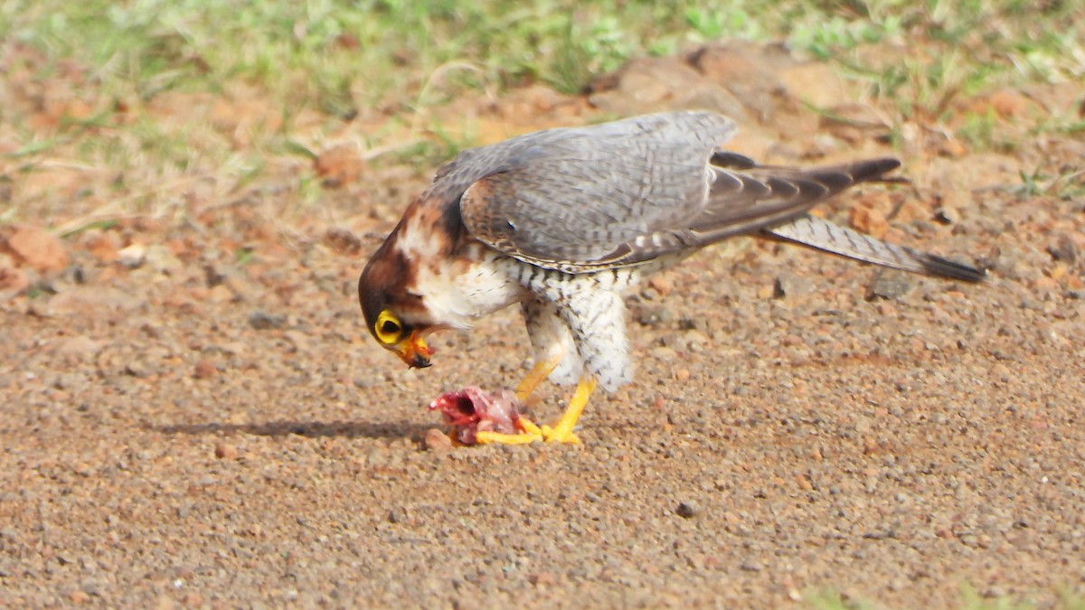 Red-necked Falcon - Girish Chhatpar