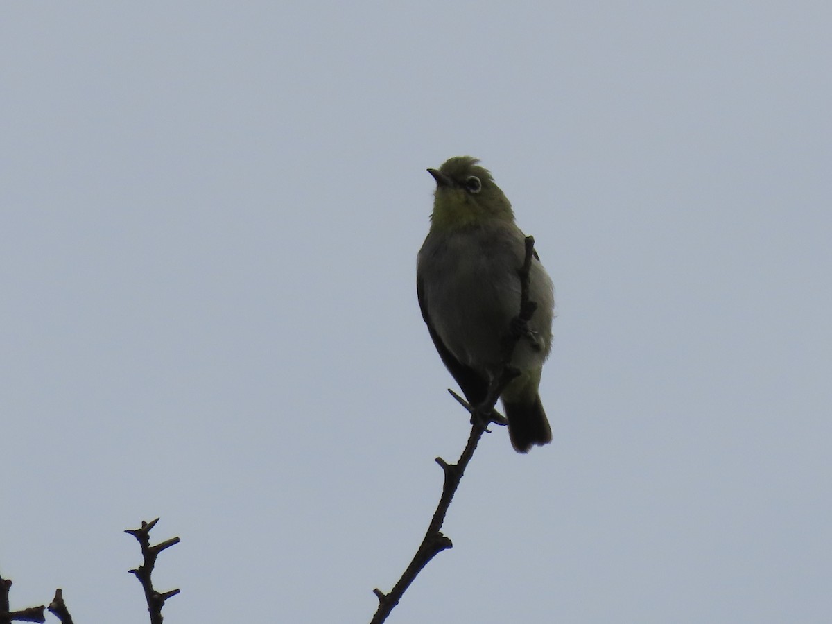 Abyssinian White-eye - ML623702650