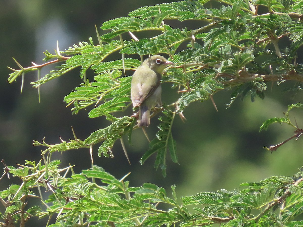 Abyssinian White-eye - ML623702651