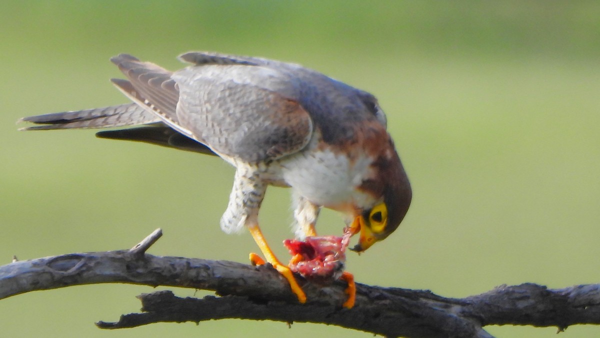 Red-necked Falcon - ML623702666