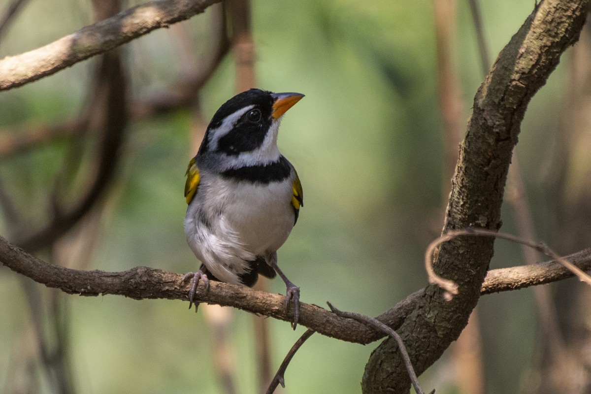 Saffron-billed Sparrow (Saffron-billed) - Luiz Carlos Ramassotti