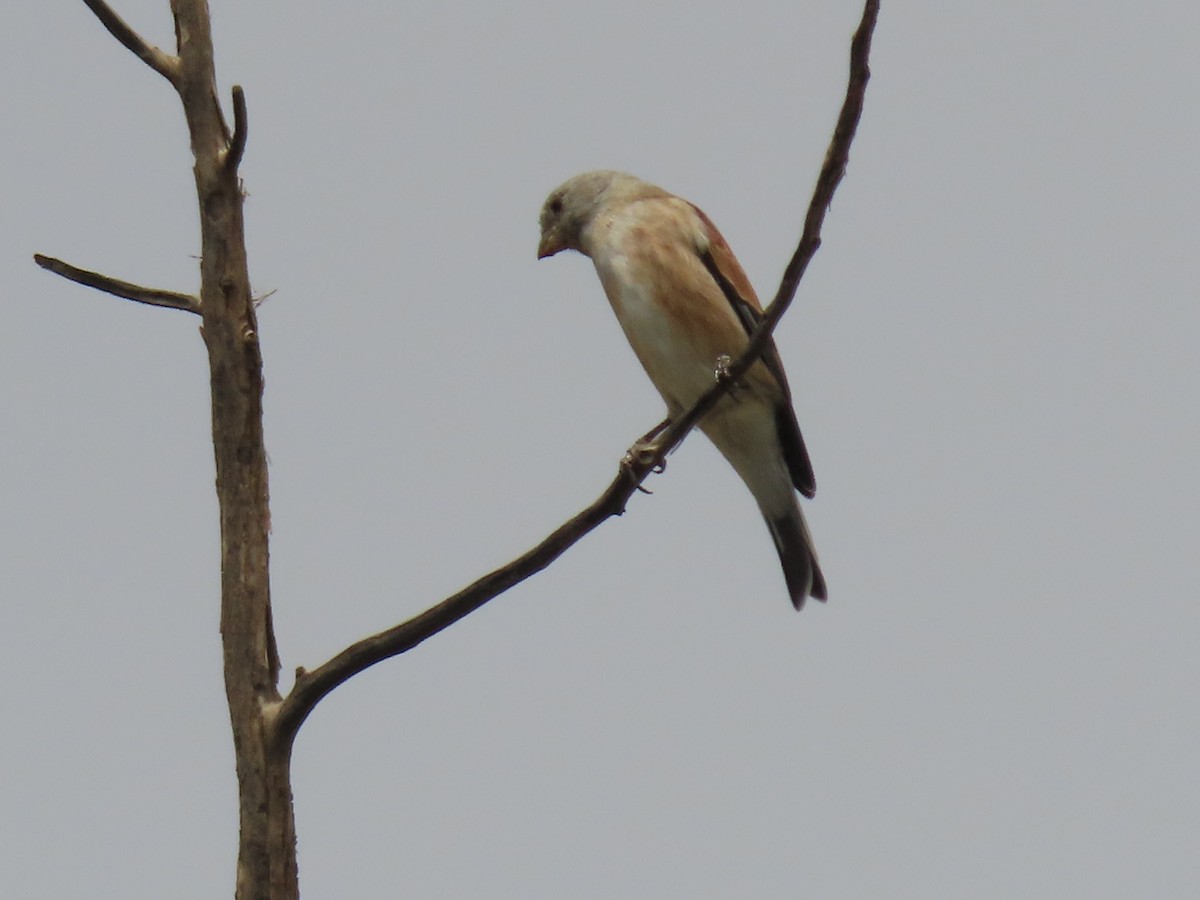 Yemen Linnet - Thomas Brooks