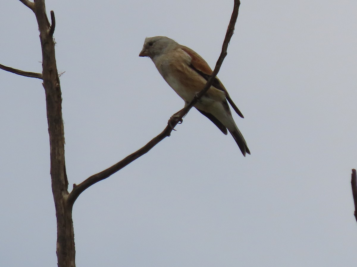 Yemen Linnet - ML623702682