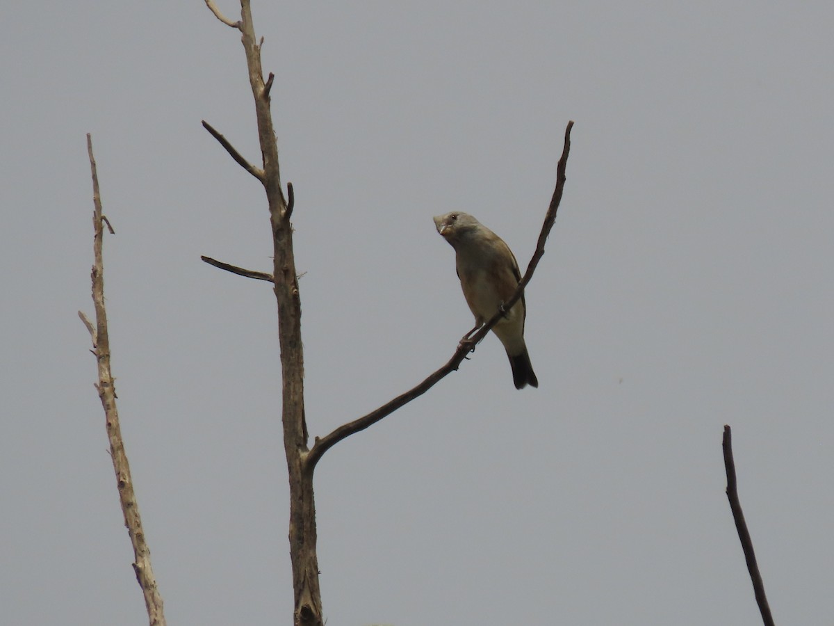 Yemen Linnet - ML623702683