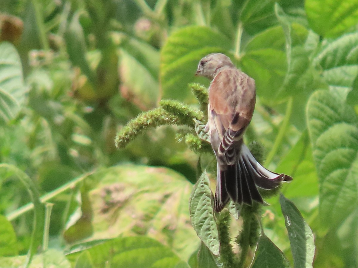 Yemen Linnet - ML623702684