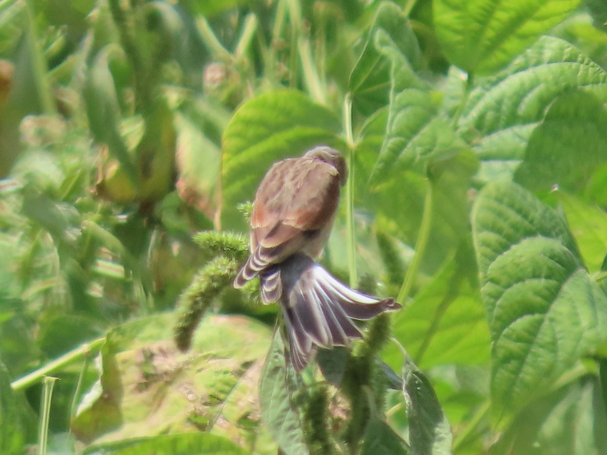 Yemen Linnet - ML623702685