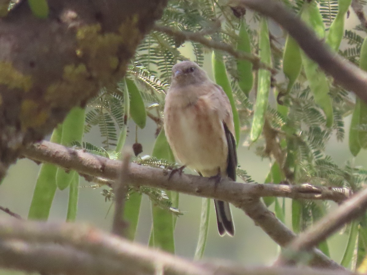 Yemen Linnet - ML623702686