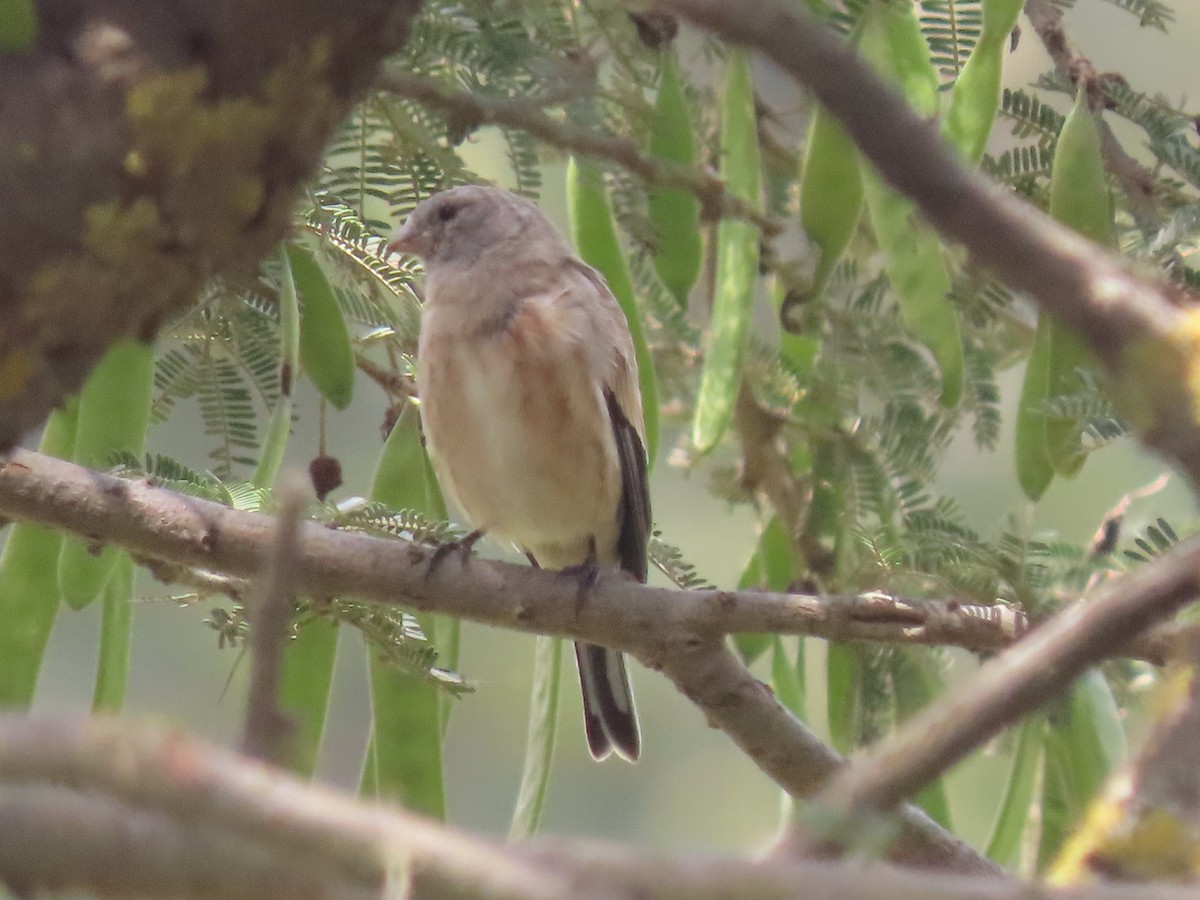 Yemen Linnet - ML623702687