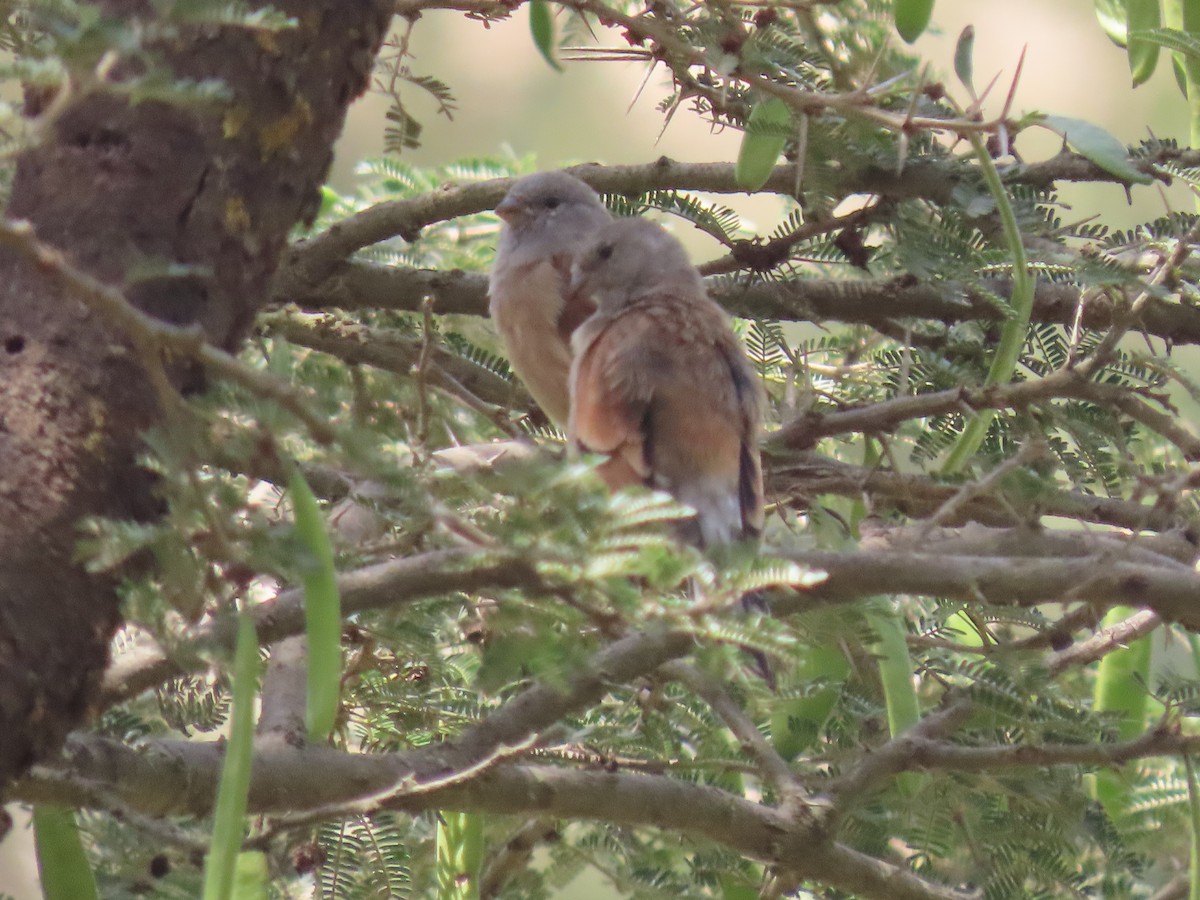 Yemen Linnet - Thomas Brooks