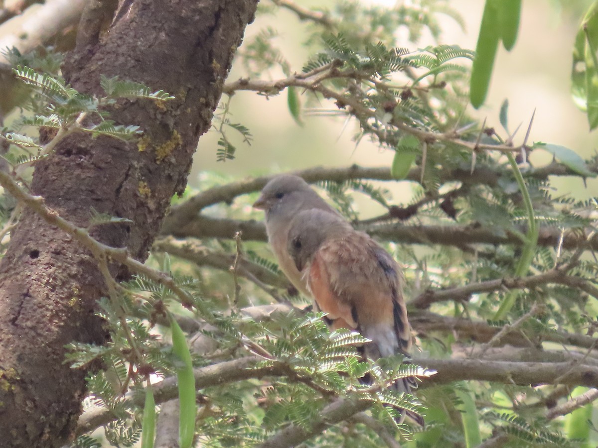 Yemen Linnet - ML623702690