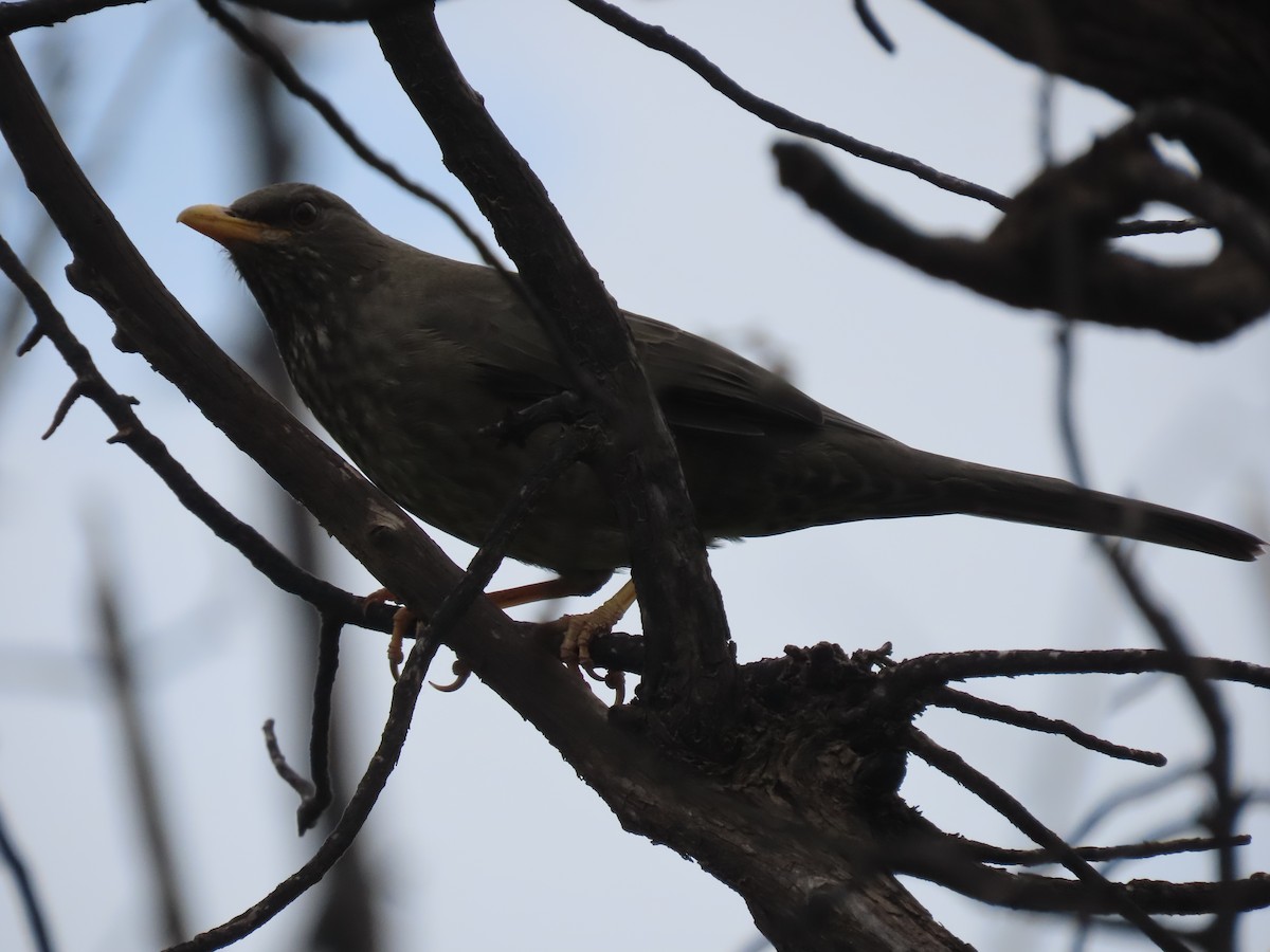 Yemen Thrush - ML623702711