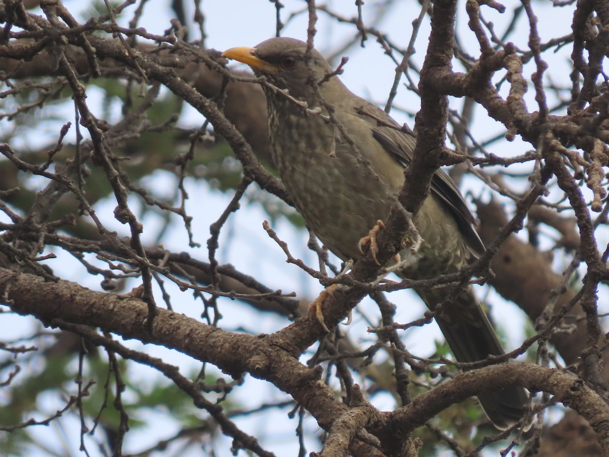 Yemen Thrush - ML623702712