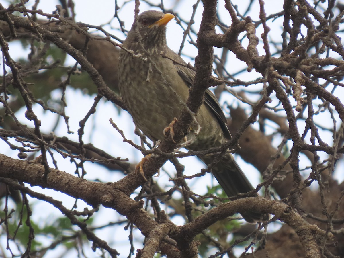 Yemen Thrush - ML623702713