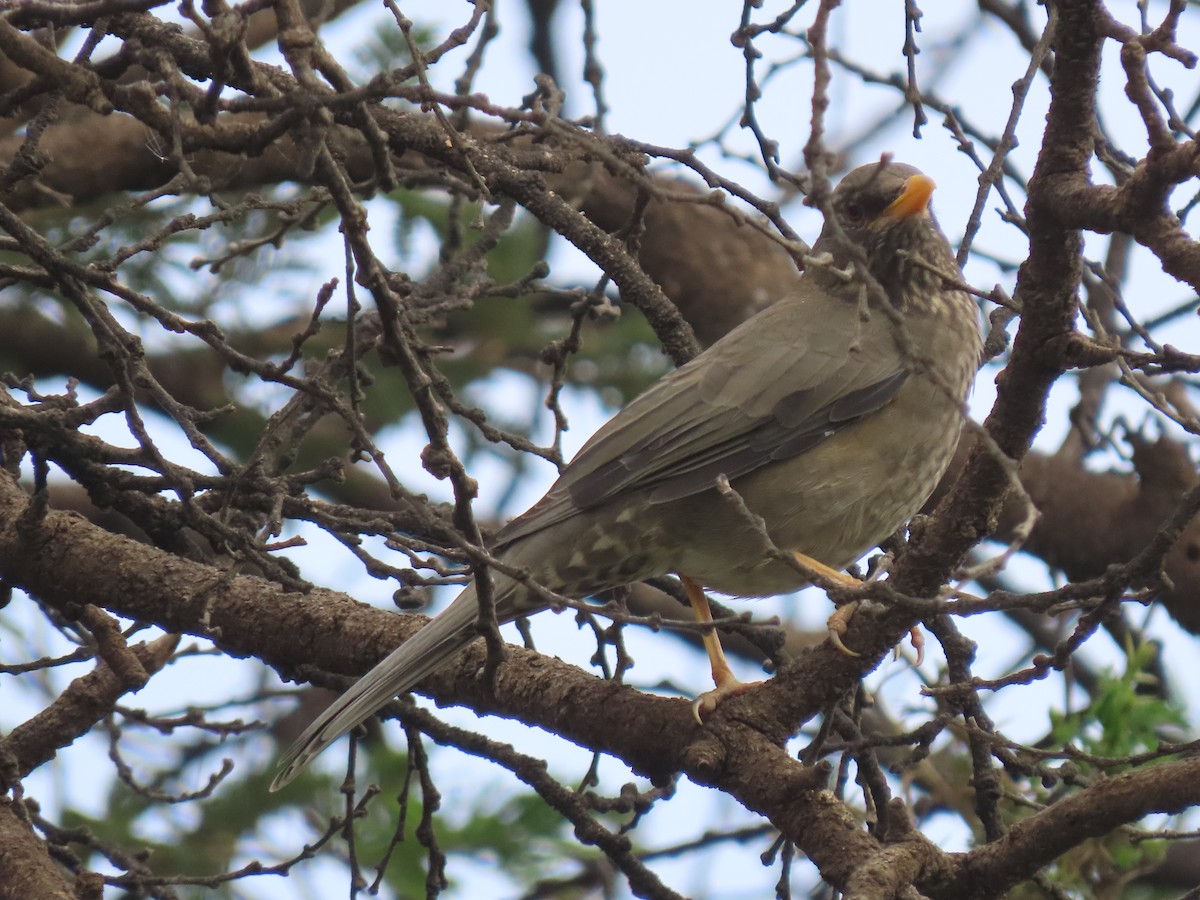 Yemen Thrush - ML623702714