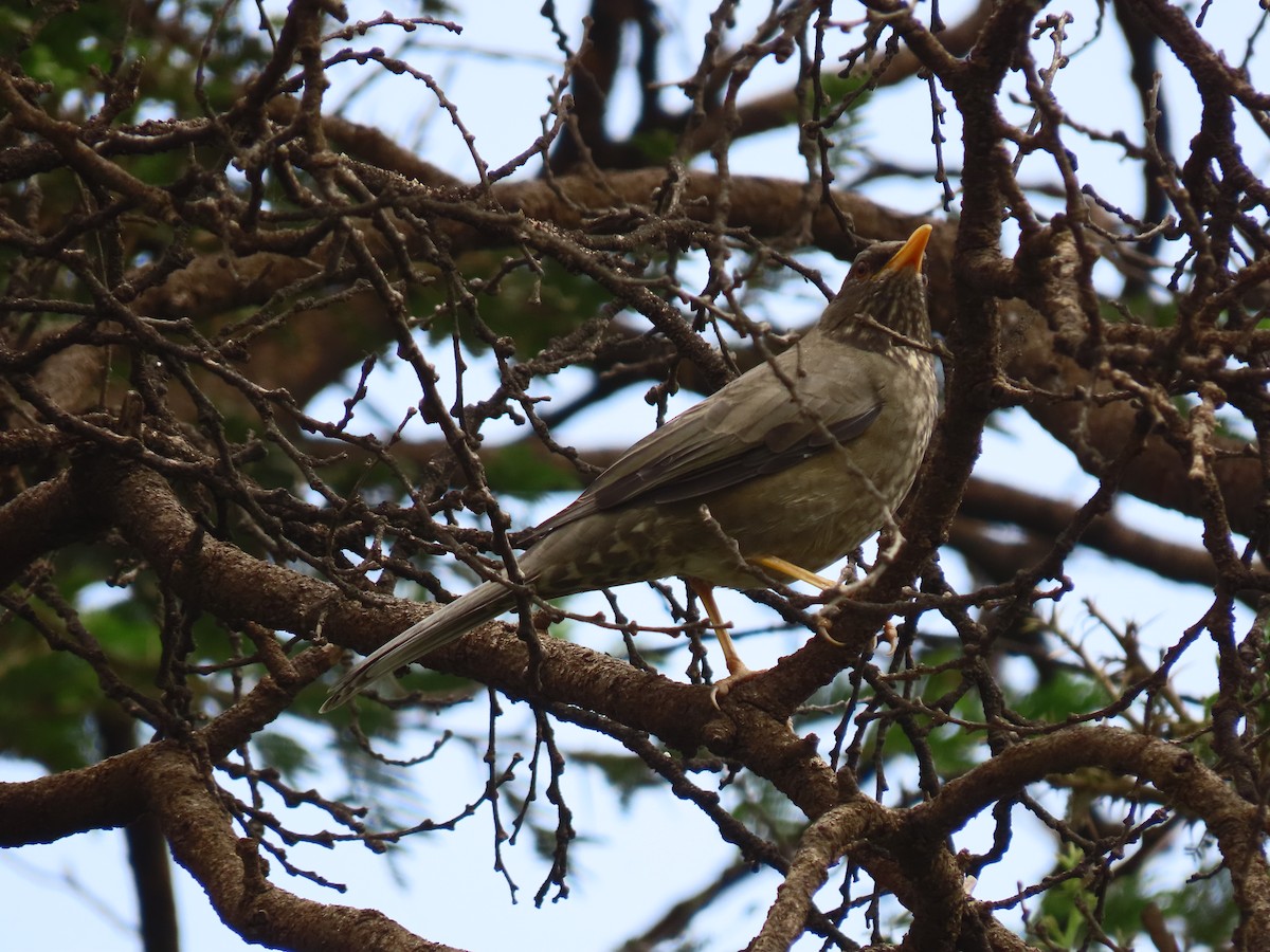 Yemen Thrush - ML623702715