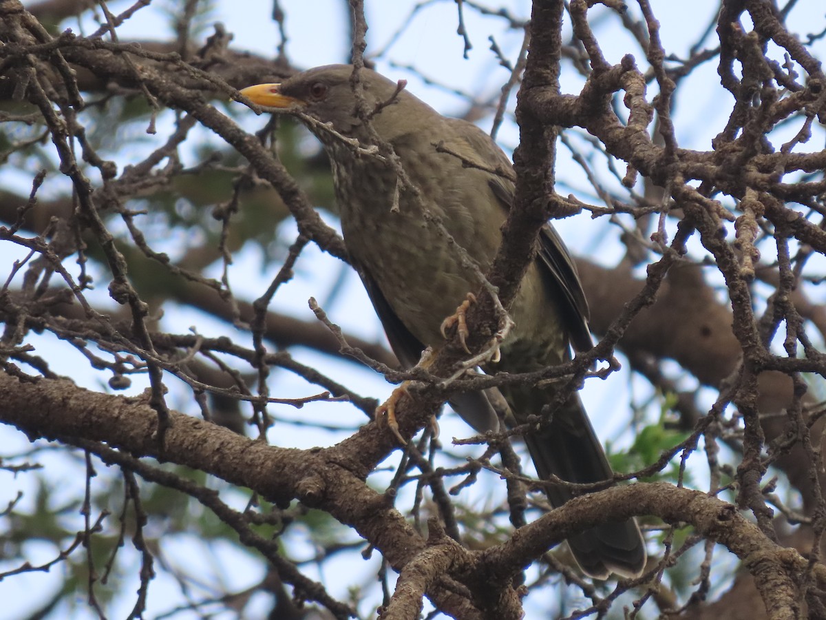 Yemen Thrush - ML623702716