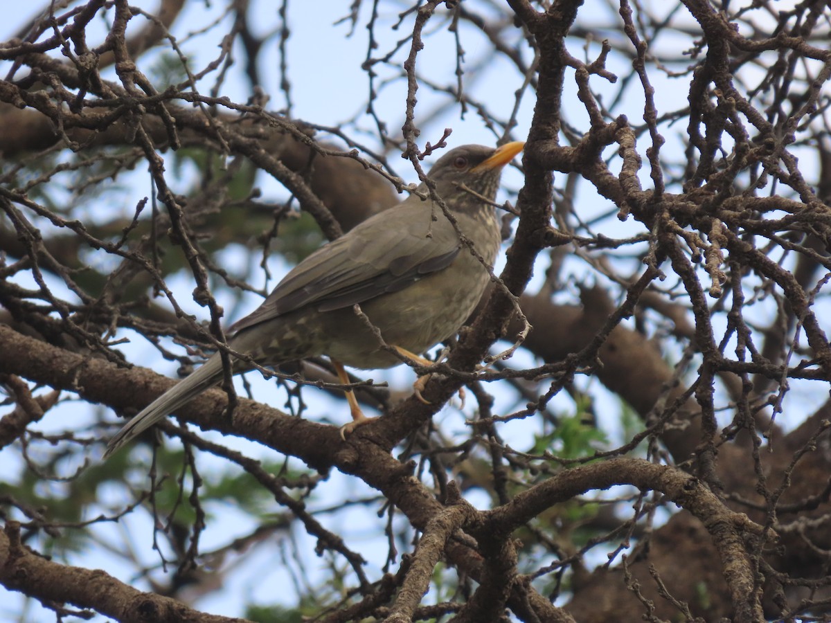 Yemen Thrush - ML623702717