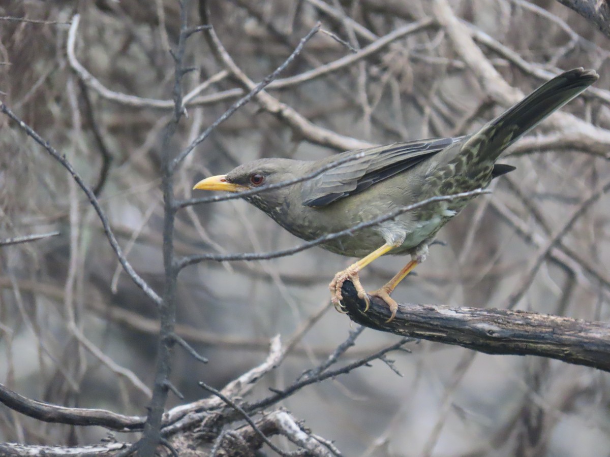 Yemen Thrush - ML623702718