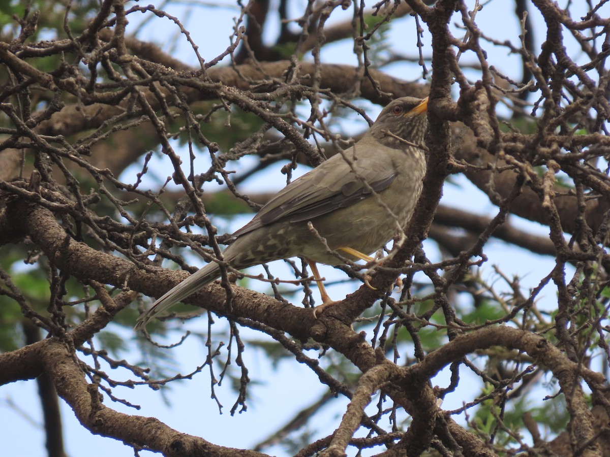 Yemen Thrush - ML623702719